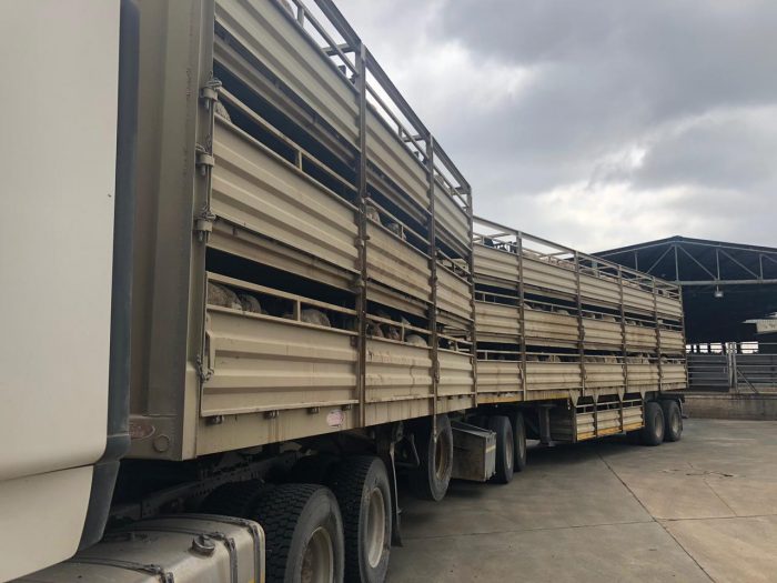Livestock Transportation Meat Link